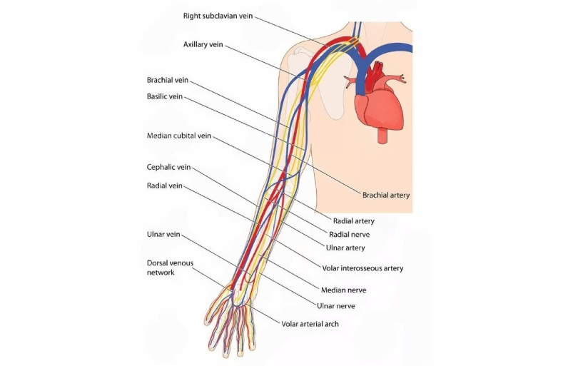 نکات مهم در خونگیری موفق از رگ