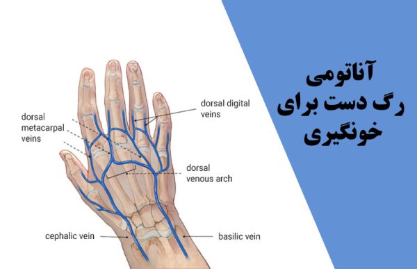 آناتومی رگ‌ های دست برای خون‌گیری