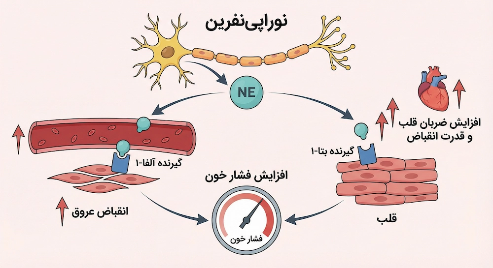 نوراپی نفرین چیست