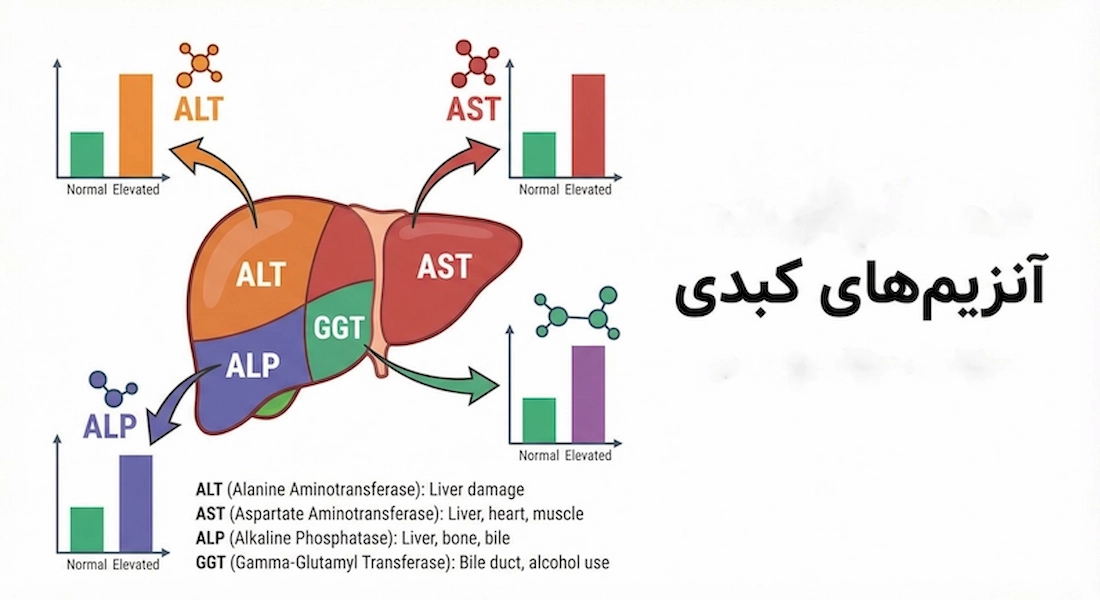 انزیم های کبدی