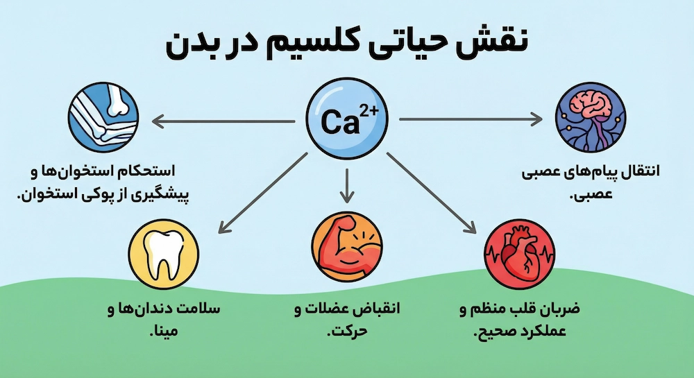 نقش کلسیم در بدن و سلامتی