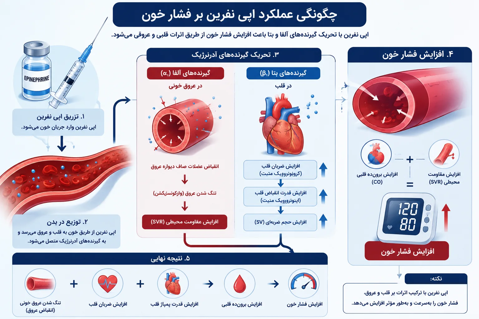 چگونگی عملکرد اپی نفرین بر فشار خون